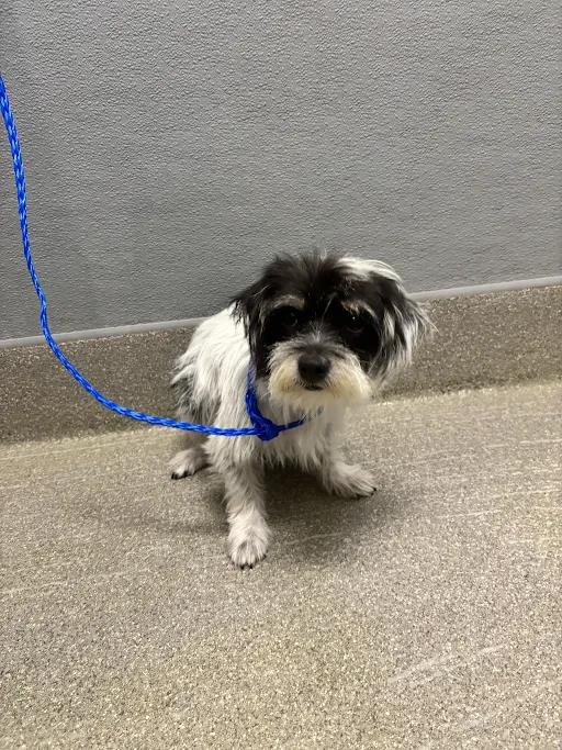 Mamcita - Shih Tzu