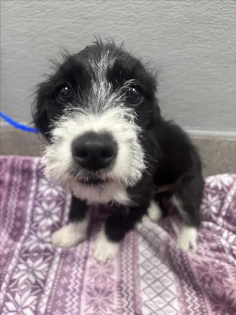 Kenny - Terrier