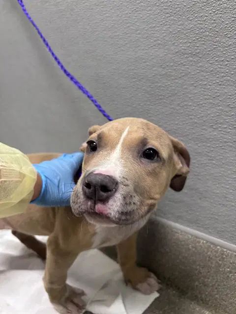 Sierra - Pit Bull Terrier