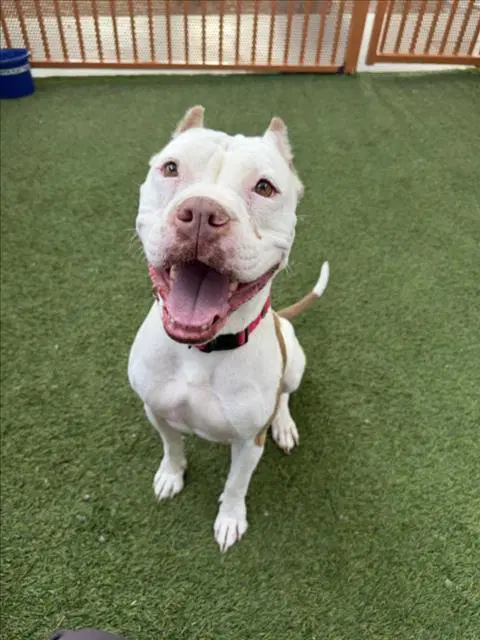 Kira - Pit Bull Terrier