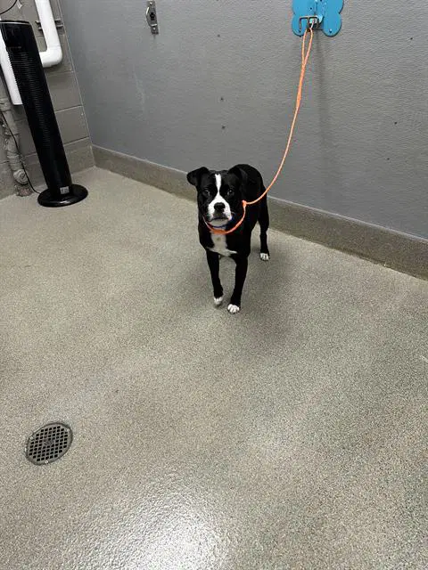 Trevor - Boston Terrier