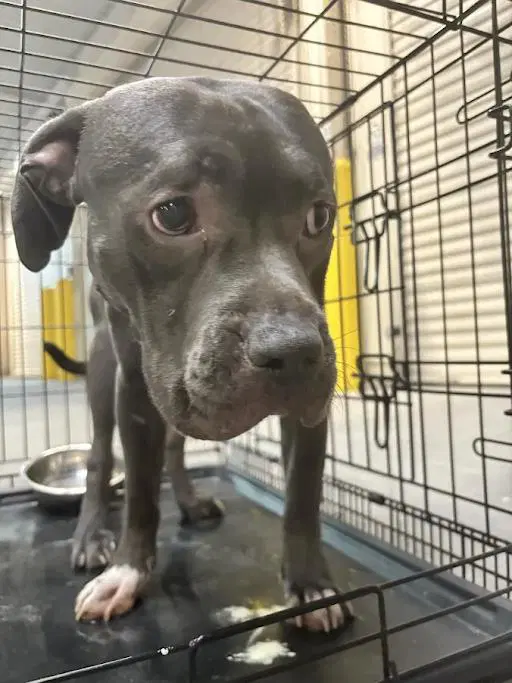 Zeus - Pit Bull Terrier