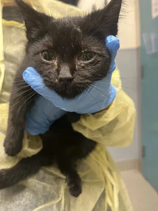Butter - Domestic Short Hair