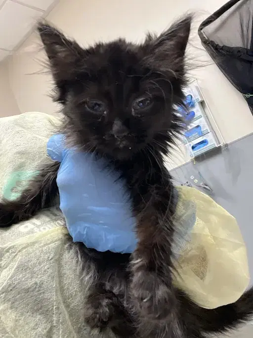 Juju - Domestic Short Hair