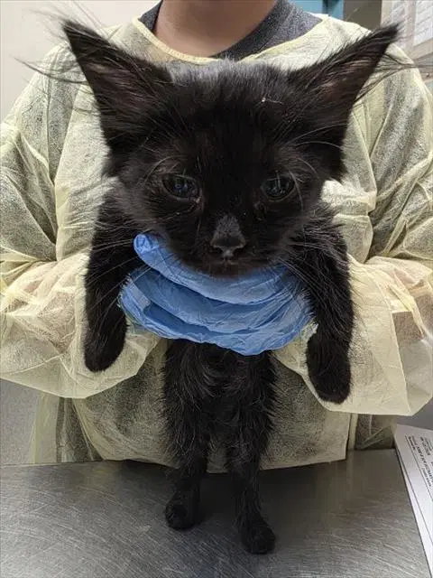 Tut Tut - Domestic Short Hair