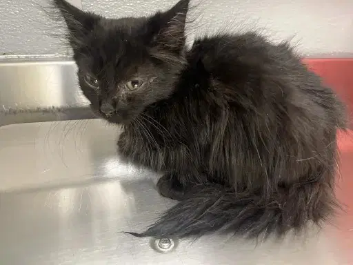 Kiki - Domestic Short Hair