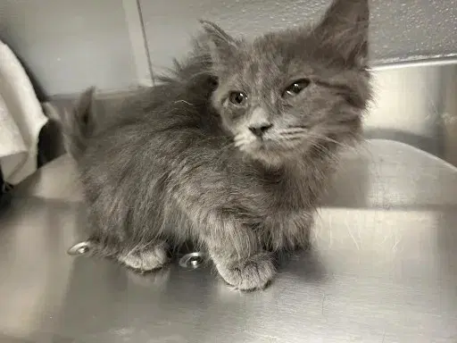 Momo - Domestic Short Hair