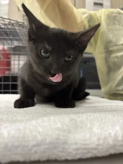 Dolly Purrton - Domestic Short Hair