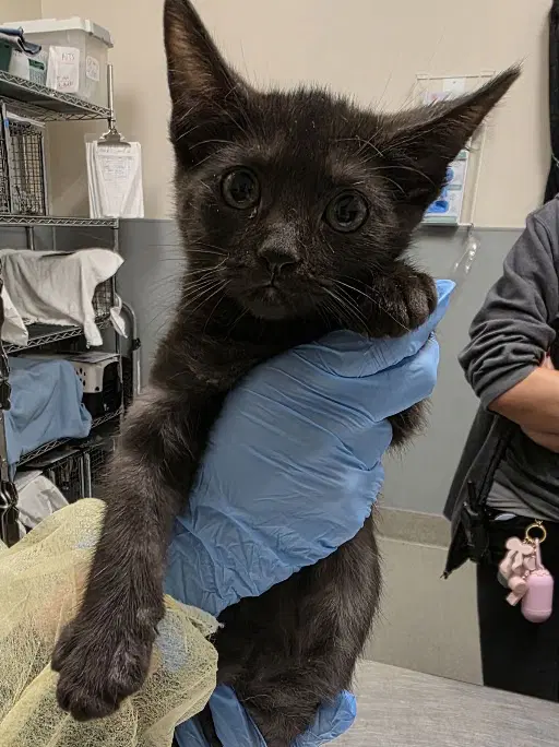 Pawdrey Hepburn - Domestic Short Hair