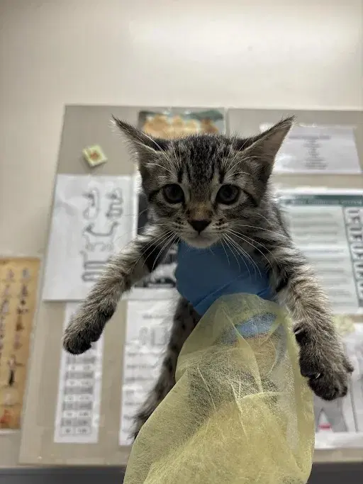 Clawdia - Domestic Short Hair