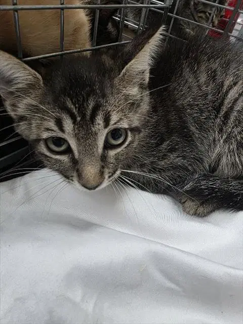 Clementine - Domestic Short Hair