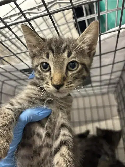 Cheddar Bob - Domestic Short Hair