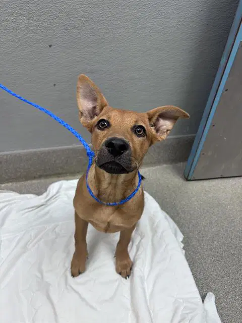 Paprika - Pit Bull Terrier
