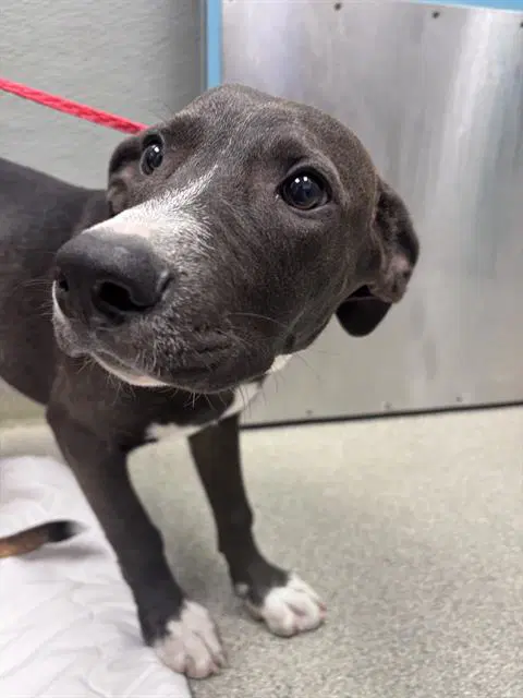 Chili - Pit Bull Terrier