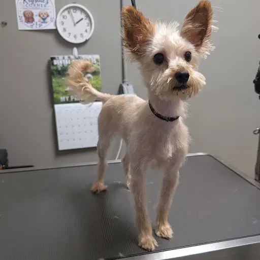 Sadie - Yorkshire Terrier Yorkie