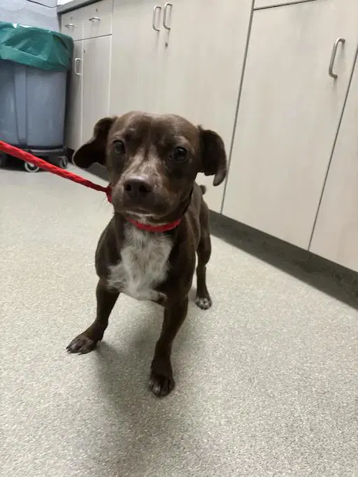 Charlie Brown - Chihuahua