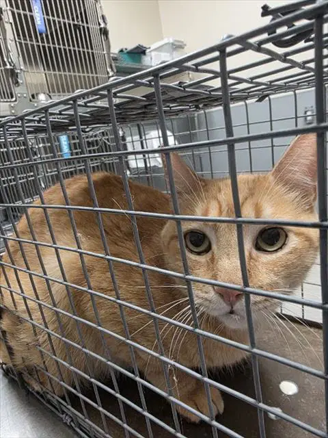 Louie - Domestic Short Hair