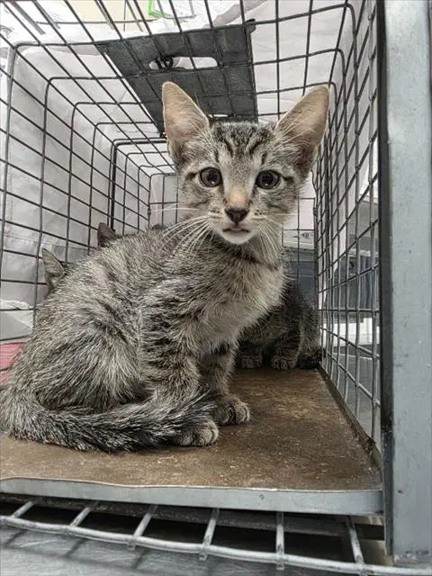 Mardox - Domestic Short Hair