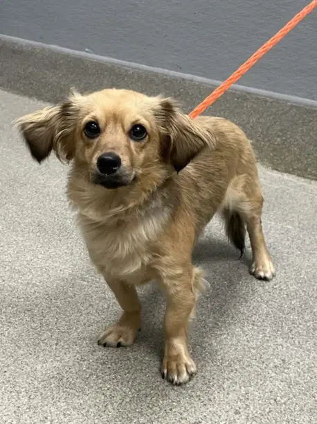 Aria - Dachshund