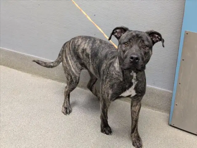 Pepper - Pit Bull Terrier