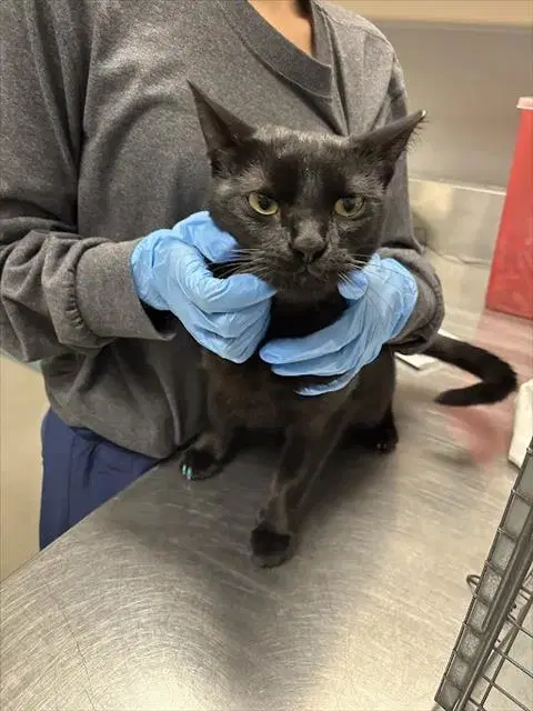 Mrray - Domestic Short Hair
