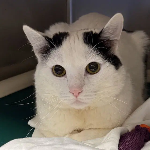 Palisade - Domestic Short Hair