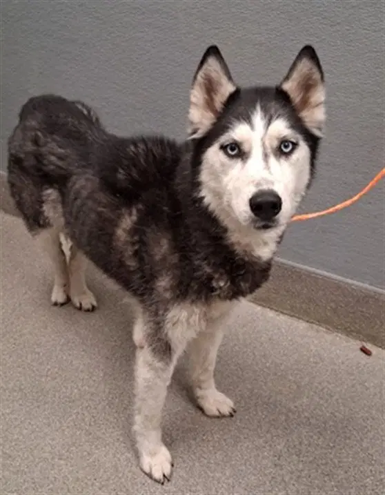Rogue - Husky
