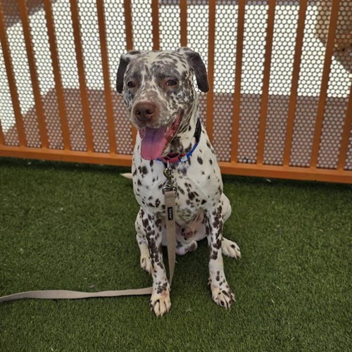 *BEAVIS, a dog for adoption from The Animal Foundation - Las Vegas