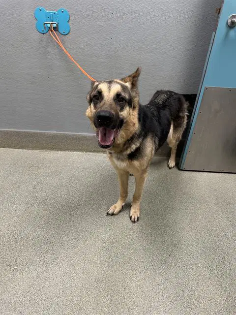Petunia - German Shepherd Dog