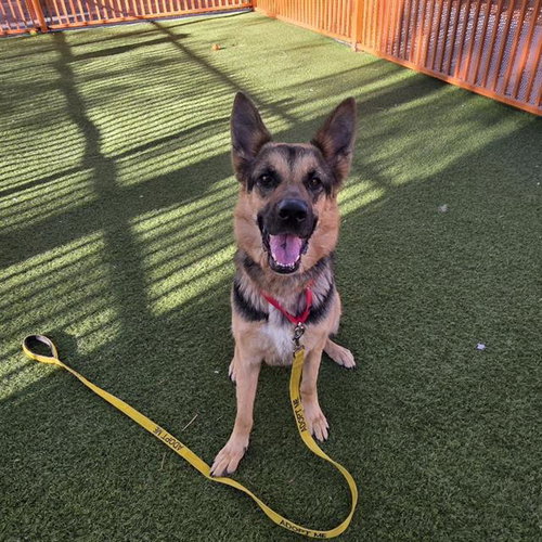 *PETUNIA, a dog for adoption from The Animal Foundation - Las Vegas