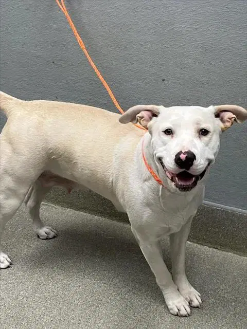 Serena - Labrador Retriever