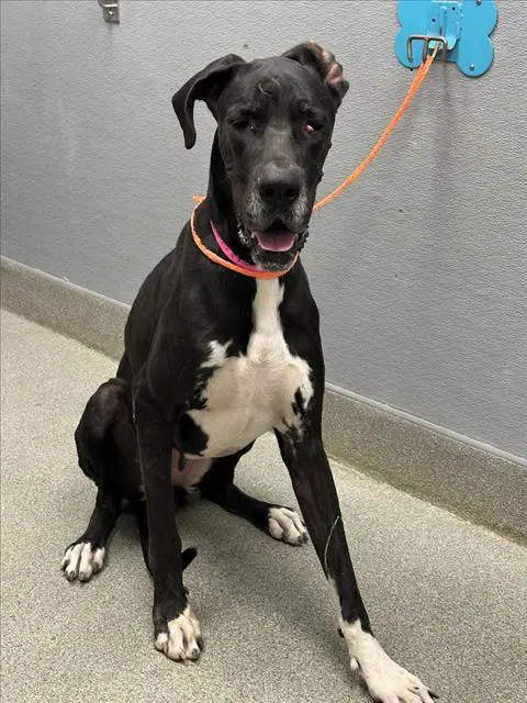 Sloan - Great Dane