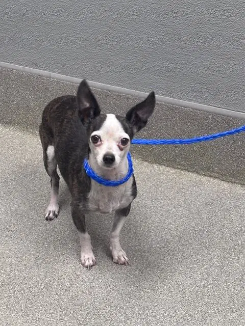 Lola - Chihuahua