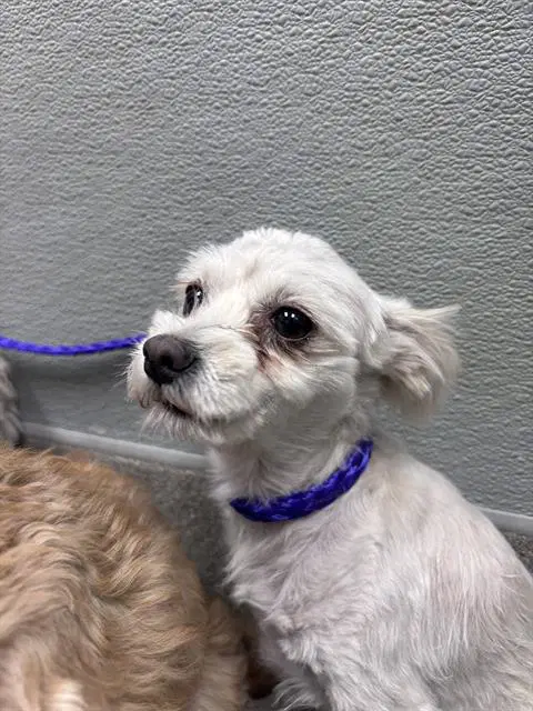 Chrissy - Chihuahua