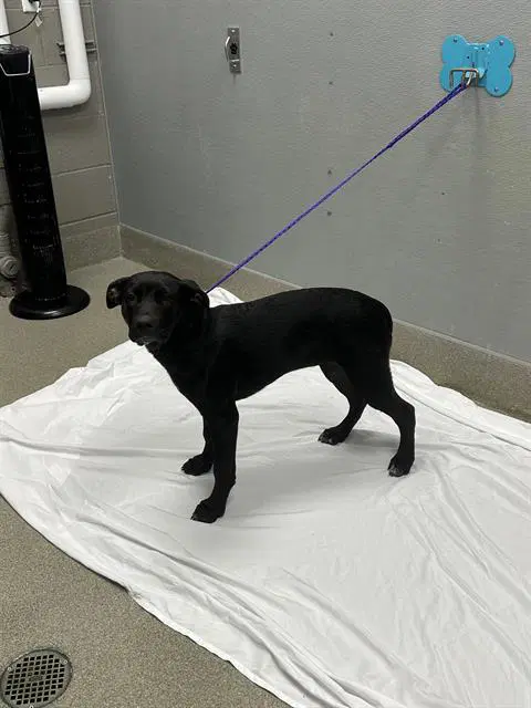 Karla - Pit Bull Terrier