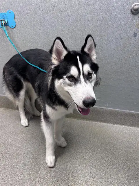 Jet - Siberian Husky