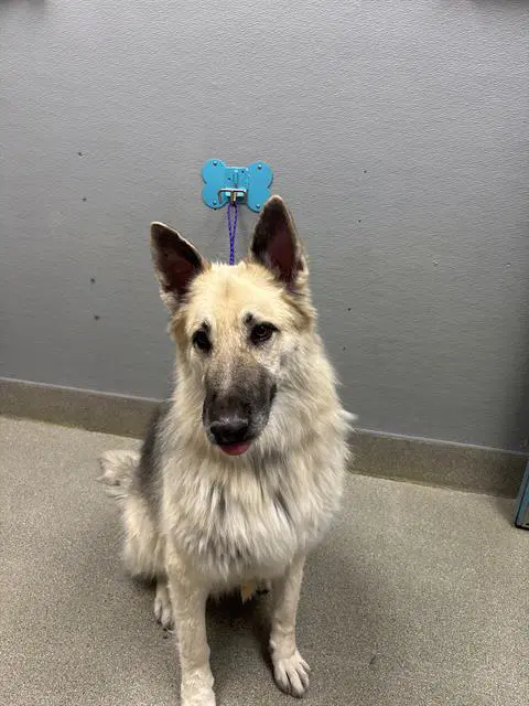 Chaco - German Shepherd Dog
