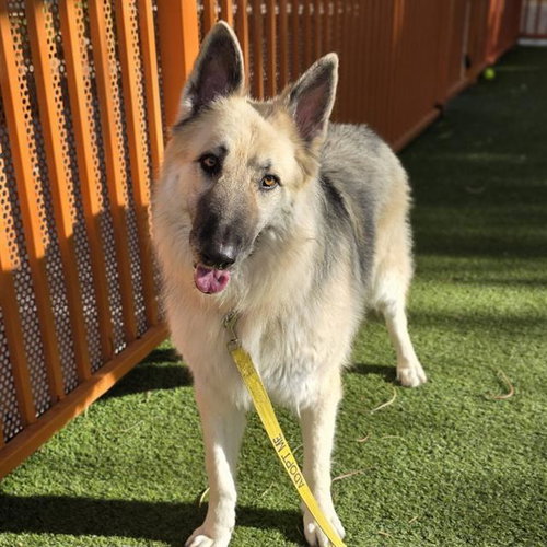 CHACO, a dog for adoption from The Animal Foundation - Las Vegas