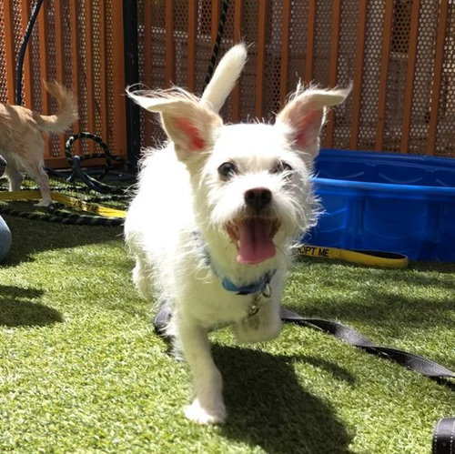 MOCHI, a dog for adoption from The Animal Foundation - Las Vegas