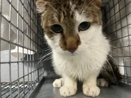 Taco - Domestic Short Hair