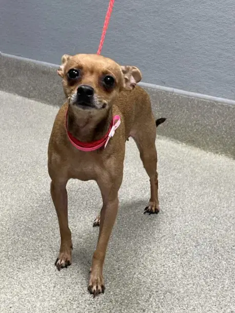 Lexa - Chihuahua