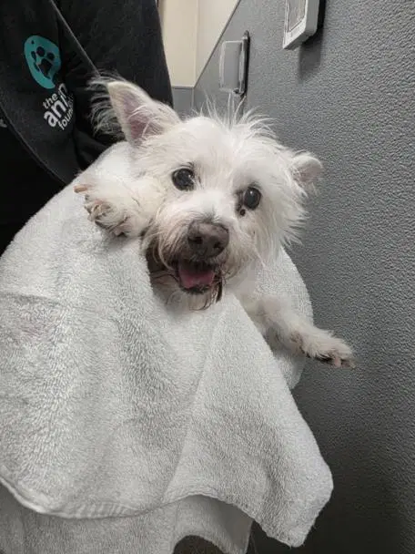 Dolly - West Highland White Terrier Westie