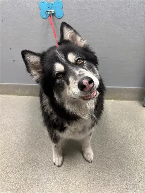 Momo - Siberian Husky