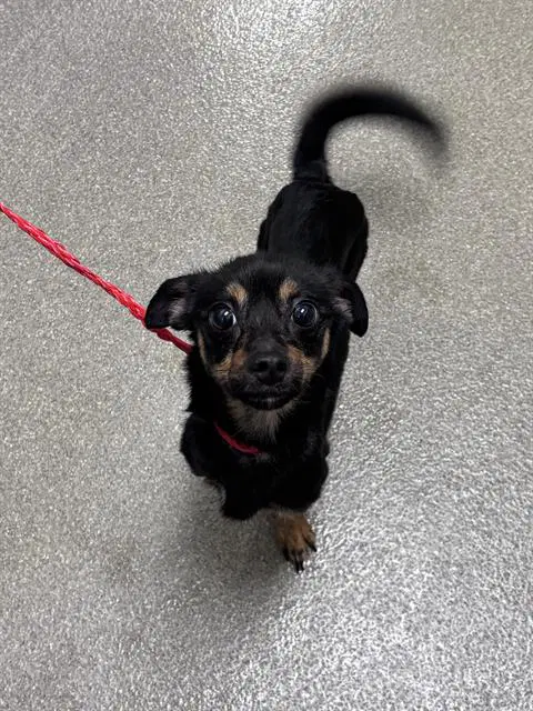 Honey Bee - Dachshund