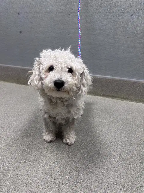 Poof - Poodle (Miniature)