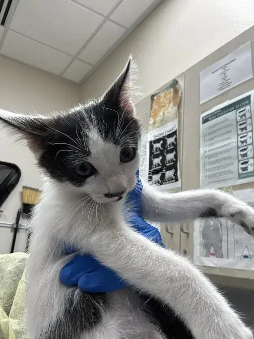 Sally - Domestic Short Hair