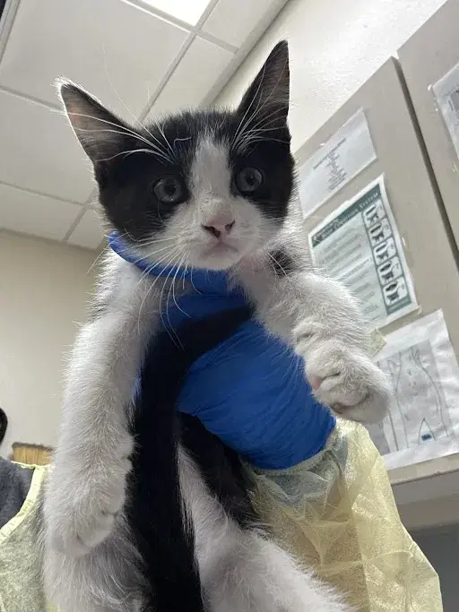 Sugar Pepper - Domestic Short Hair