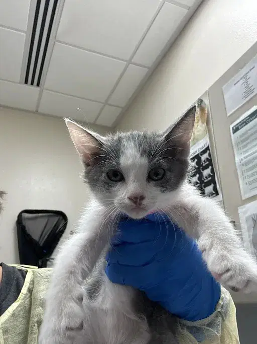 Moona - Domestic Short Hair