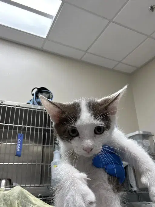 Knox - Domestic Short Hair