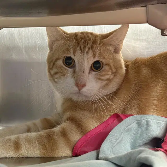 Hector - Domestic Short Hair